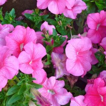 Петуния грандифлора (Grandiflora)