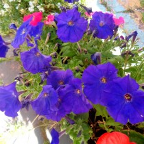 Петуния миллифлора (Milliflora)