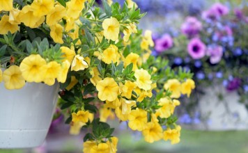 Как не запутаться в сортах петуний и выбрать подходящую