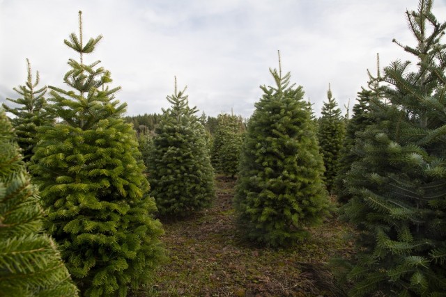 Псевдотсуга Мензиса (Pseudotsuga menziesii) Псевдотсуга Мензиса (Pseudotsuga menziesii)