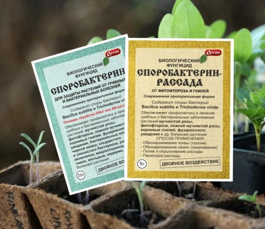 Как защитить рассаду от болезней