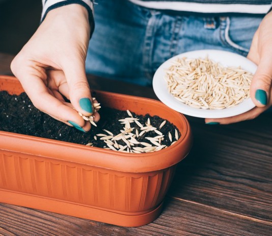 Как определить всхожесть семян? - Цветы многолетние Как определить всхожесть семян?