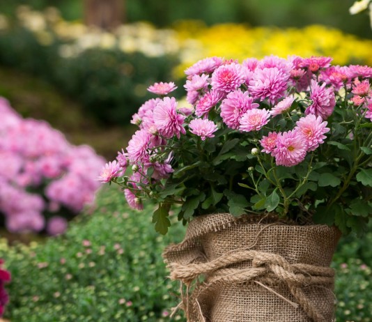 Выращивание хризантем на продажу, или Цветы как бизнес