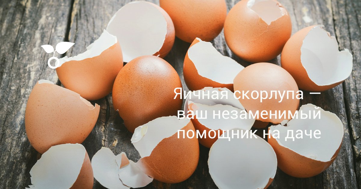 Яичная скорлупа — ваш незаменимый помощник на даче