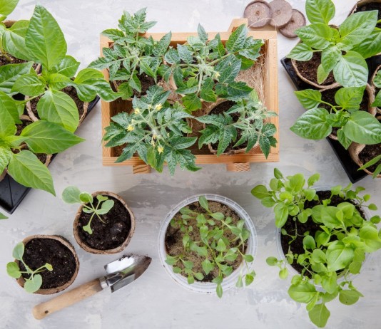 10 главных правил крепкой и дружной рассады