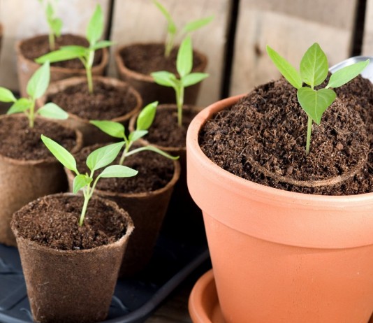 5 эффективных подкормок для рассады - Цветник и ландшафт 5 эффективных подкормок для рассады