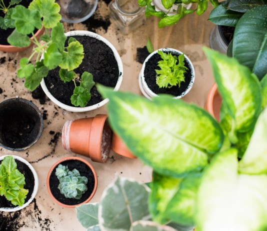 5 главных правил весеннего ухода за комнатными растениями