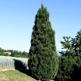 Сосна черная «Пирамидалис» (Pyramidalis)