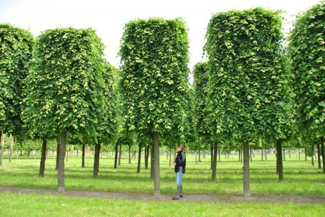 Липа мелколистная «Гринспаер» (Greenspire)
