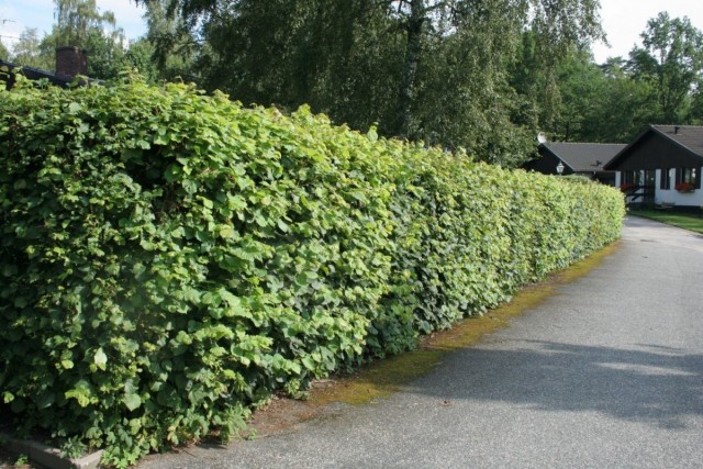 Живая изгородь из липы мелколистной, сердцелистной, или сердцевидной (Tilia cordаta Mill)
