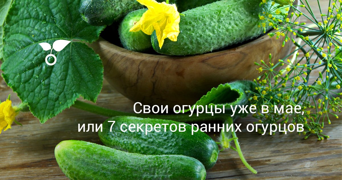 Свои огурцы уже в мае, или 7 секретов ранних огурцов