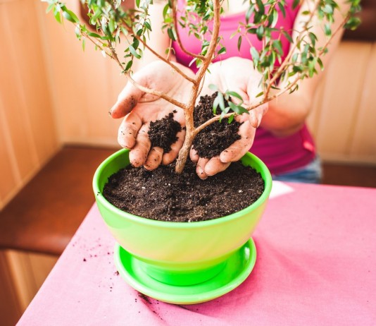 7 грехов, которые вам не простят комнатные растения