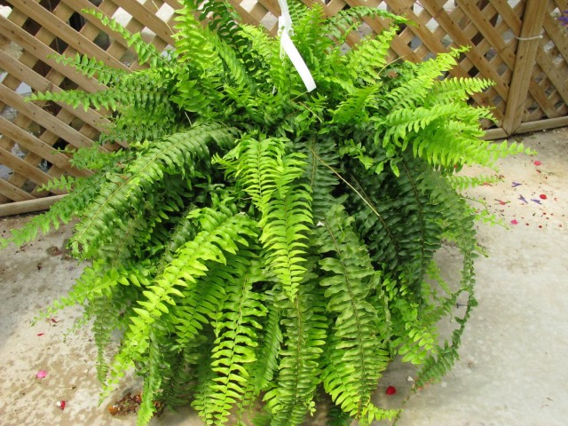 Нефролепис (Nephrolepis)