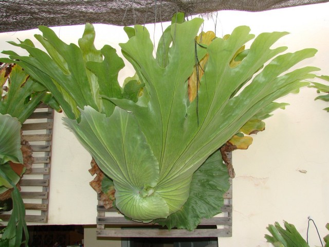 Платицериум, или Оленьи рога (Platycerium)
