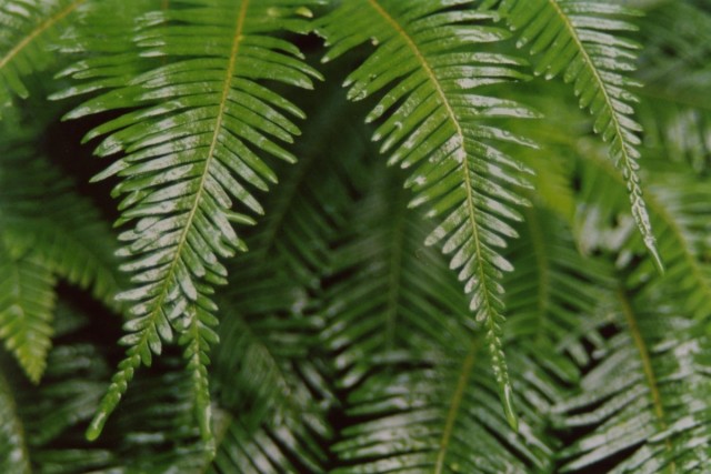 Блехнум (Blechnum)