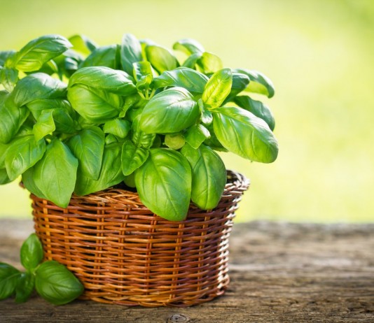 Многоликий базилик — на кухне, в цветнике и в аптечке