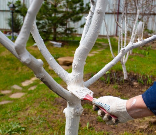 Белить или не белить? Нужно ли весной белить деревья?