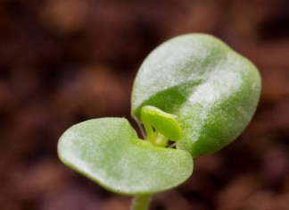 Почва, богатая питательными элементами, поддержит молодые растения на самом ответственном этапе развития!