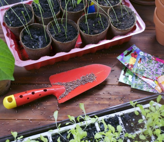 Как выбрать семена цветов и не стать жертвой обмана? - Цветы многолетние Как выбрать семена цветов и не стать жертвой обмана?