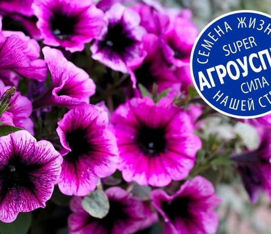 Петуния популярна из-за своей неприхотливости, а вырастить ее может даже неопытный садовод