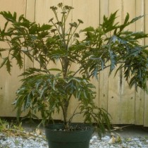 Полисциас кустарниковый (Polyscias fruticosa)