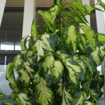 Полисциас метельчатый (Polyscias paniculata)