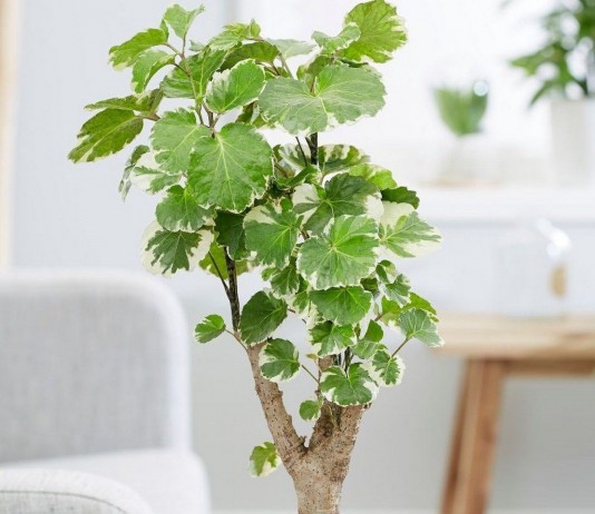 Полисциас — пёстрый, праздничный и неприхотливый