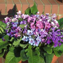 Стрептокарпус Рекс (королевский) (Streptocarpus rexii)