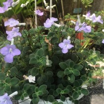 Стрептокарпус скальный (Streptocarpus saxorum)