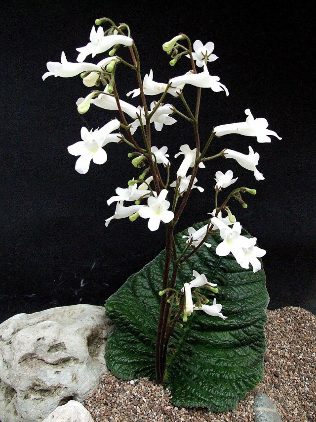 Стрептокарпус Вендленда (Streptocarpus wendlandii)
