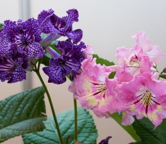 Стрептокарпус — продолжительное цветение при минимальном уходе