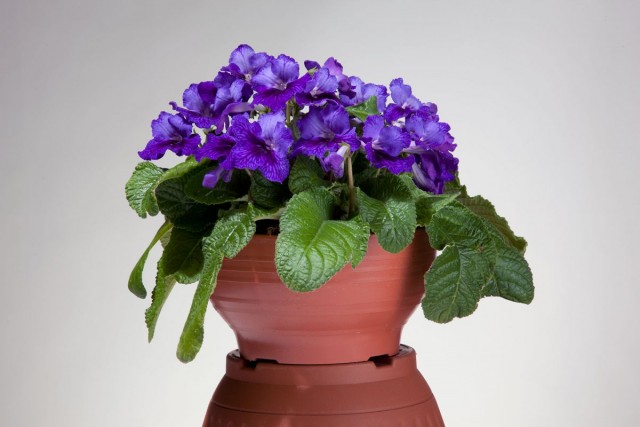 Стрептокарпус (Streptocarpus) относится к одному семейству с сенполиями - Геснериевые