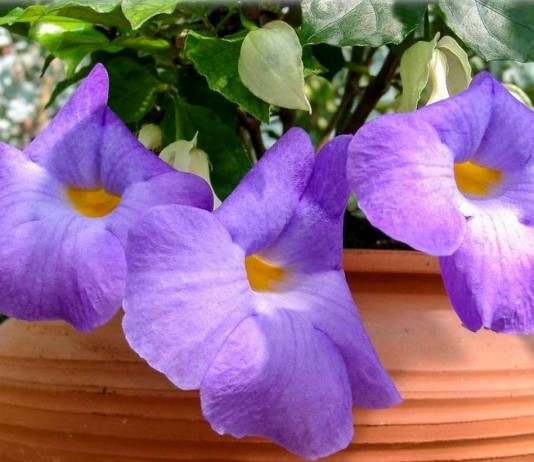 Тунбергия прямостоячая — цветущий комнатный кустарник