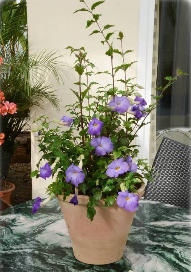 Тунбергия прямостоячая (Thunbergia erecta) Тунбергия прямостоячая (Thunbergia erecta)