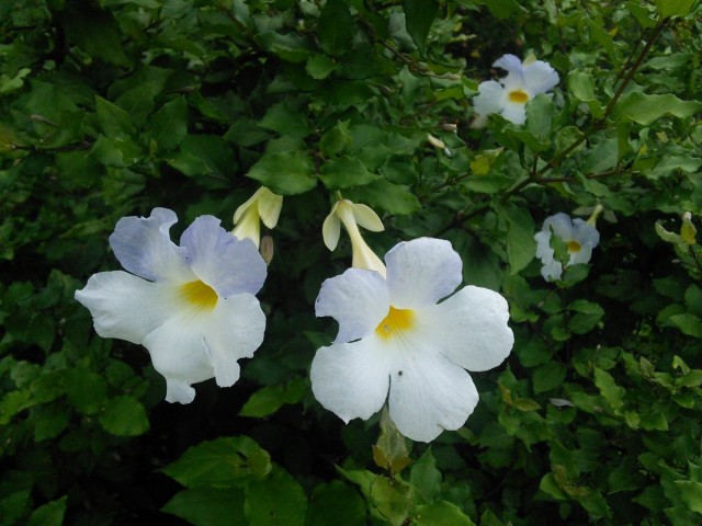 Тунбергия прямостоячая белоцветковая (Thunbergia erecta Alba) Тунбергия прямостоячая белоцветковая (Thunbergia erecta Alba)