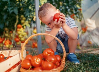 Чем отличаются индетерминантные и детерминантные томаты?