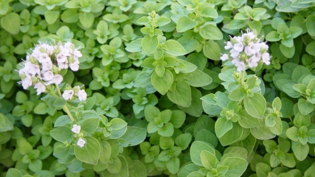 Майоран (Origanum maijorana L.)