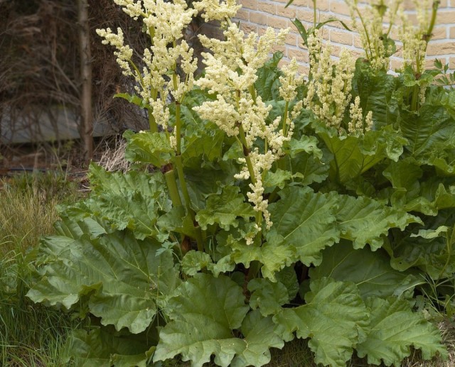 Ревень огородный (Rheum rhaponticum)