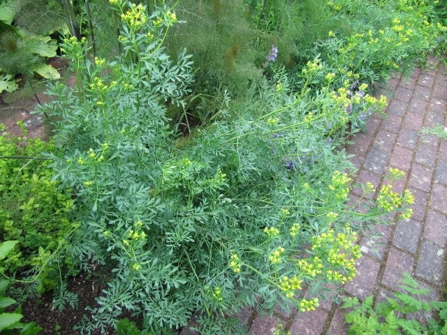 Рута пахучая или душистая (Rutaceae graveolens L.)