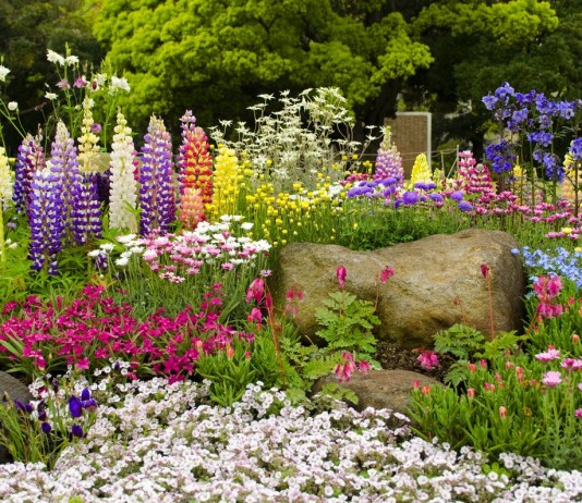 10 самых неприхотливых многолетних цветов - Цветы многолетние 10 самых неприхотливых многолетних цветов