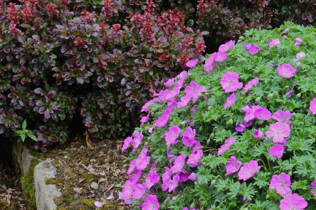 Герань кроваво-красная (Geranium sanguineum)