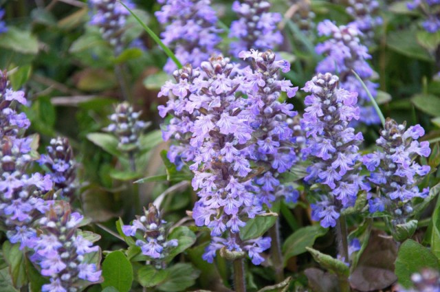 Живучка ползучая (Ajuga reptans)