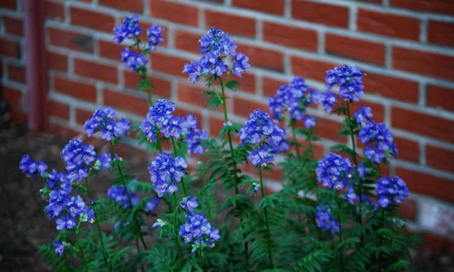 Синюха лазурная (Polemonium caeruleum)