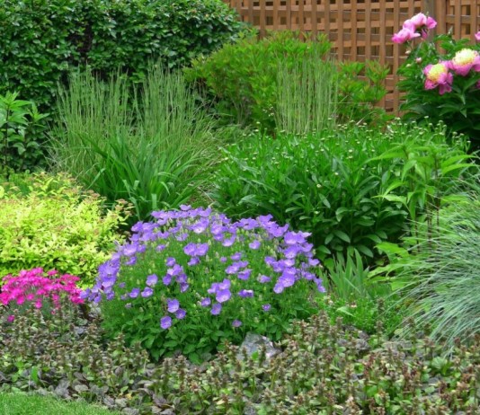 5 самых неприхотливых многолетников для палисадника, цветущих весной