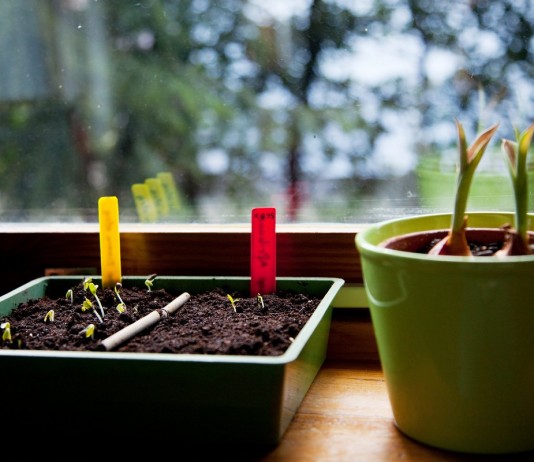 6 ошибок цветовода, или Почему не всходят семена?