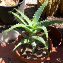 Алоэ древовидное (Aloe arborescens)