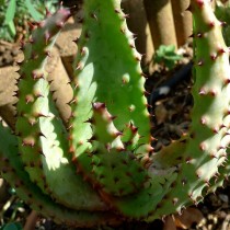 Алоэ Марлота (Aloe marlothii)