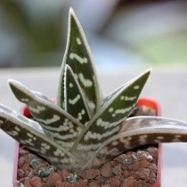 Алоэ пестрое (Aloe variegata)