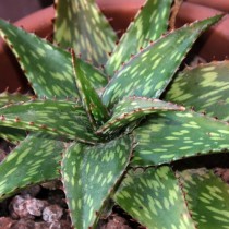 Алоэ сомалийское (Aloe somaliensis)