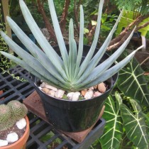 Алоэ складчатое (Aloe plicatilis)